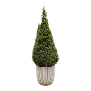 Taxus Kegelförmig 1